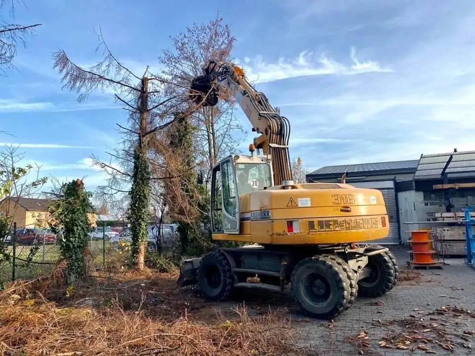 Baum per Bagger gesichert, während er bearbeitet wird