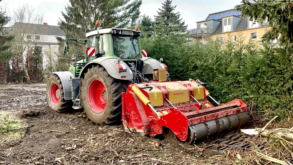 Gerodete Bäume (Kahlschlag)